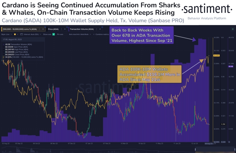Can Cardano whales stop ADA price from falling 20%? 